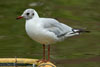 1cy Black-headed Gull in July. (85237 bytes)