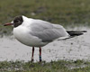 1cy Black-headed Gull in July. (85237 bytes)