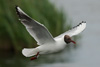 1cy Black-headed Gull in July. (85237 bytes)